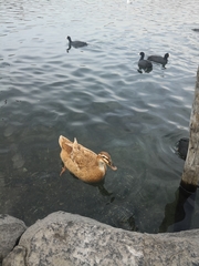 Anas platyrhynchos domesticus