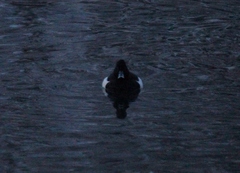 Aythya fuligula