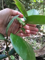 Daphnopsis racemosa