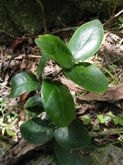 Daphnopsis racemosa
