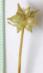 Allium geyeri tenerum