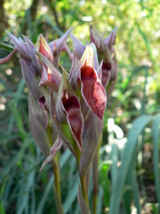 Serapias nurrica