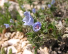 Echium parviflorum