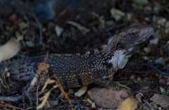 Ctenosaura oaxacana