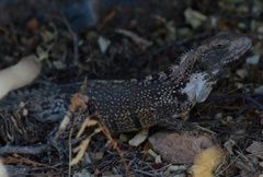 Ctenosaura oaxacana