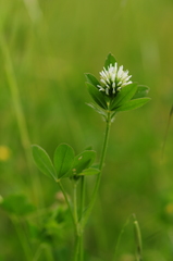 Trifolium squamosum