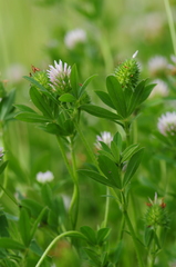 Trifolium squamosum