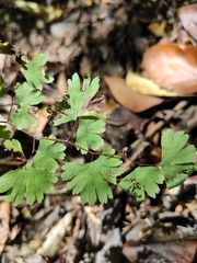 Adiantum digitatum