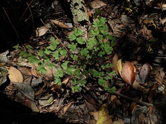 Adiantum digitatum