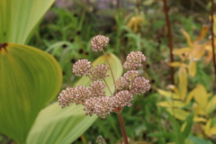 Angelica pinnata