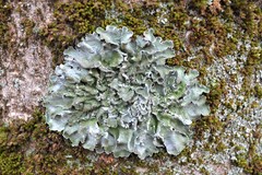 Pleurosticta acetabulum