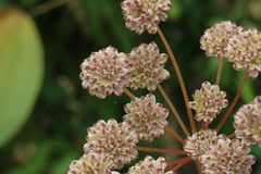 Angelica pinnata