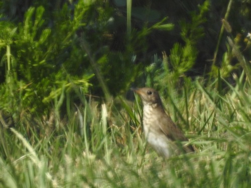 Catharus minimus image