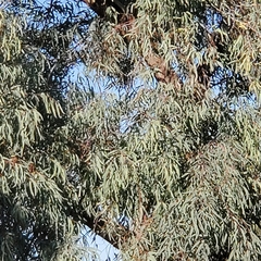 Eucalyptus