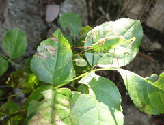 Leptophyes laticauda