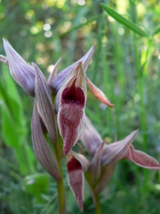 Serapias nurrica