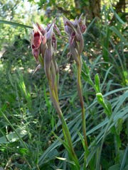 Serapias nurrica