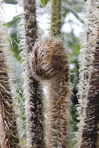 Sphaeropteris tomentosissima