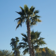 Washingtonia robusta