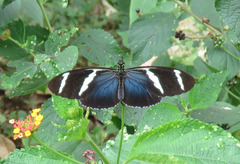 Heliconius antiochus