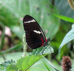 Heliconius antiochus