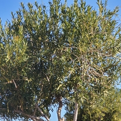 Olea europaea