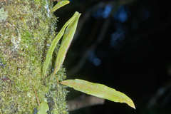 Pleopeltis crassinervata