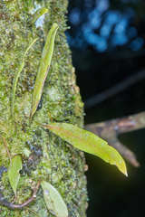 Pleopeltis crassinervata