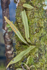 Pleopeltis crassinervata