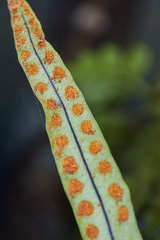 Pleopeltis crassinervata