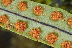 Pleopeltis crassinervata