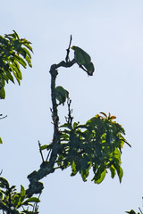 Amazona albifrons image