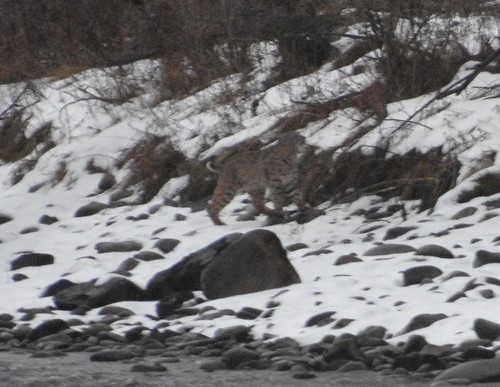 Bobcat photographed in Idaho