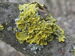 Xanthoria parietina