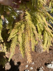 Taxodium distichum