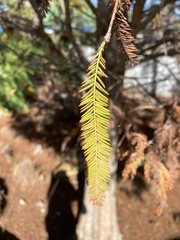 Taxodium distichum