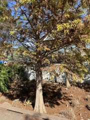 Taxodium distichum