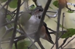Selasphorus sasin sedentarius