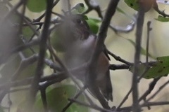 Selasphorus sasin sedentarius