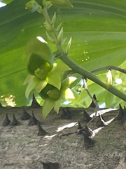 Catasetum fimbriatum