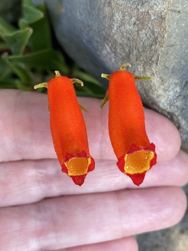 Seemannia sylvatica