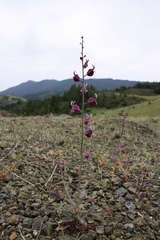 Streptanthus glandulosus pulchellus