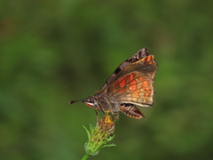 Noctuana haematospila