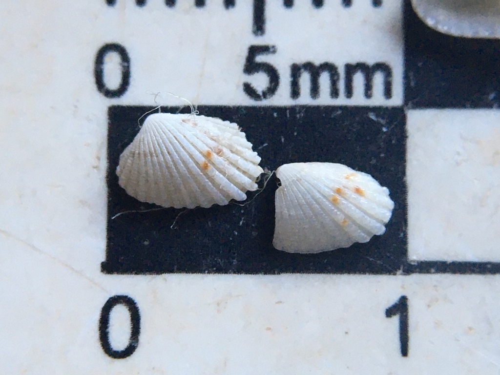 Carditamera plata