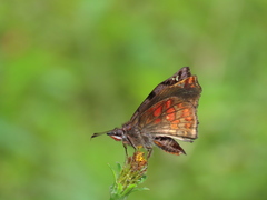 Noctuana haematospila