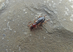 Cymindis lineata