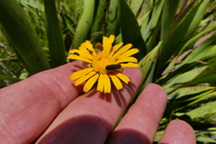Nothomorpha