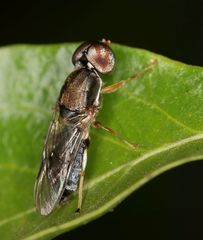 Cephalochrysa calopa