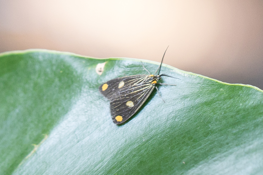 Polypoetes rufipuncta