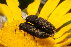 Nothomorpha